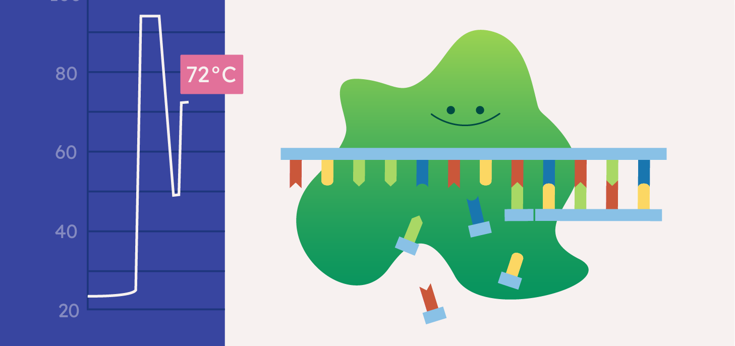 Animations for students: DNA barcoding